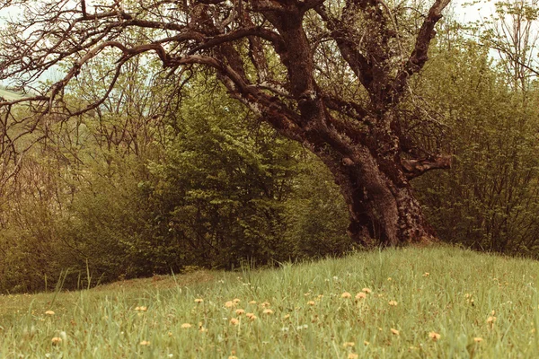 Glade cuento de hadas — Foto de Stock