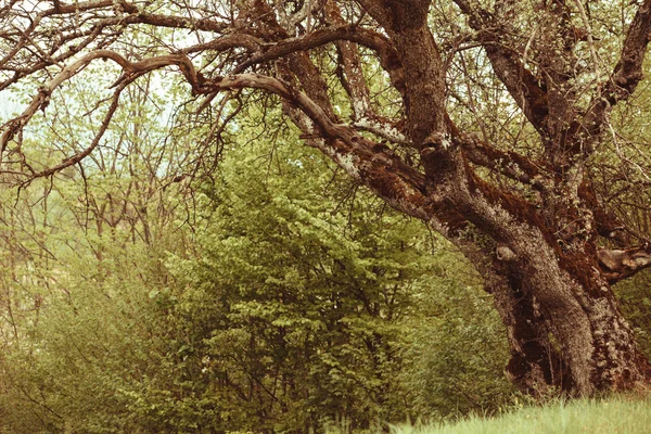 Masal Kayran — Stok fotoğraf