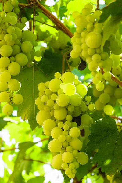 Grapevine on a bush — Stock Photo, Image