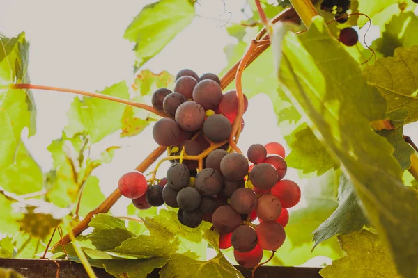 Grapevine på en buske — Stockfoto