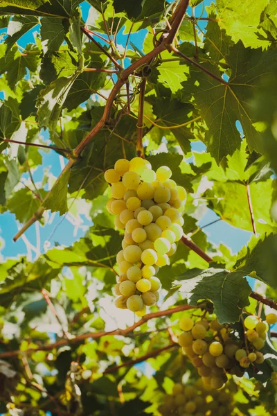 Виноград на кусте — стоковое фото
