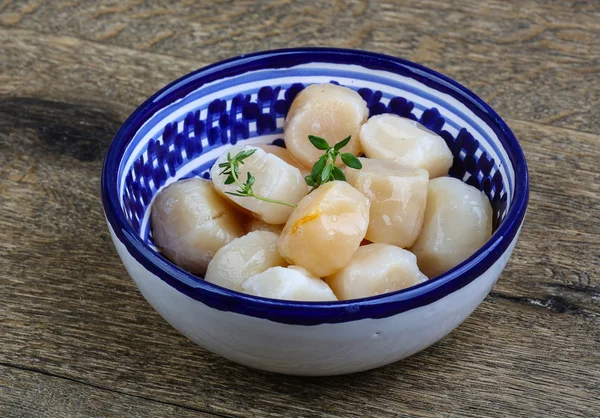 백 리 향와 원시 가리비 — 스톡 사진