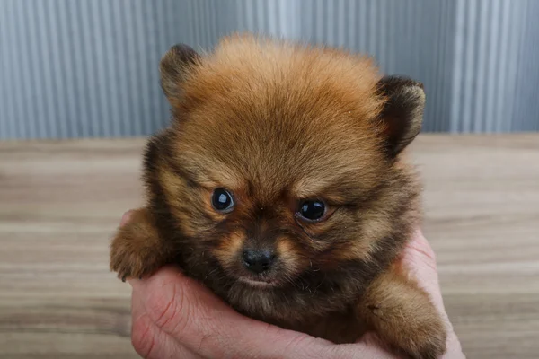 Pequeno spitz da Pomerânia — Fotografia de Stock