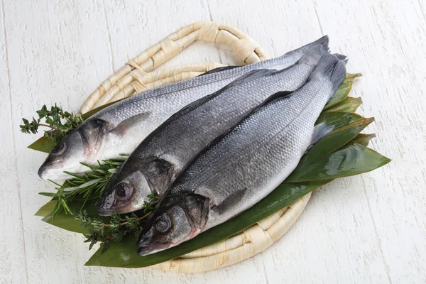 Çiğ deniz kabuğu balığı