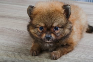 Küçük Pomeranian spitz