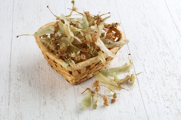 Trockene Lindenblüten — Stockfoto