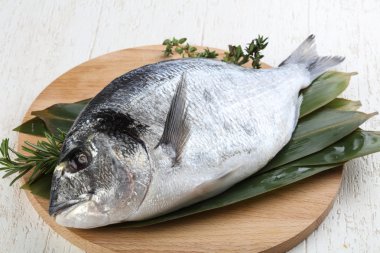 ham dorado balığı