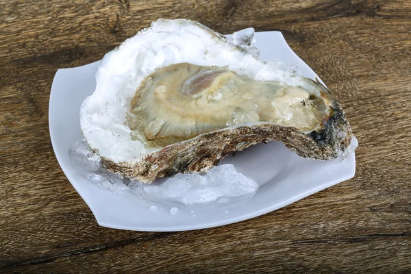 Verse rauwe oesters — Stockfoto