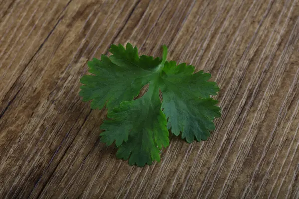 Verse groene koriander bladeren — Stockfoto