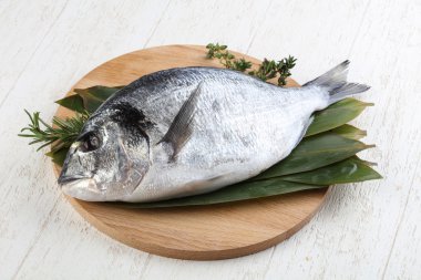 ham dorado balığı