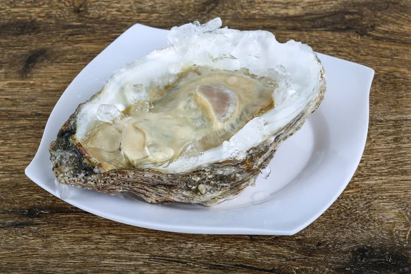 Fresh raw oyster — Stock Photo, Image