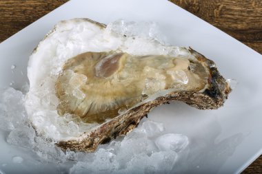 Taze çiğ istiridye