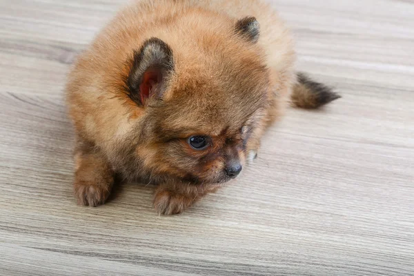 Malý špic Pomeranian — Stock fotografie