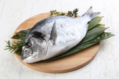 ham dorado balığı