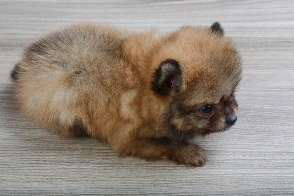 Μικρό Pomeranian spitz — Φωτογραφία Αρχείου