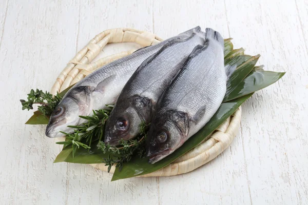 Çiğ deniz kabuğu balığı