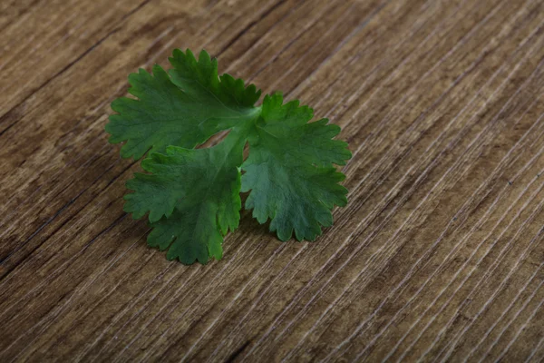 Hojas de cilantro verde fresco — Foto de Stock