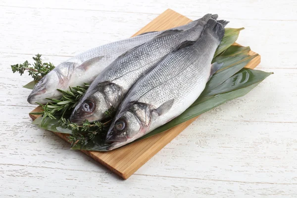 Çiğ deniz kabuğu balığı