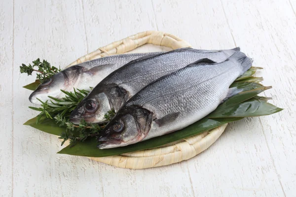 Peces de lubina crudos — Foto de Stock