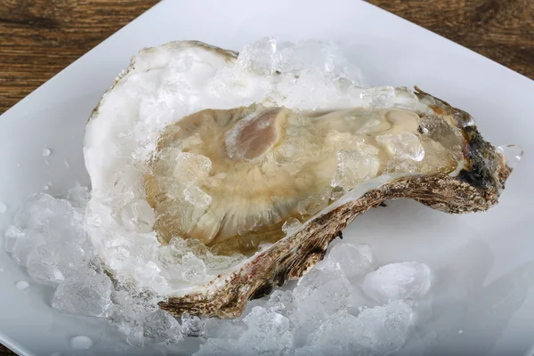 Verse rauwe oesters — Stockfoto