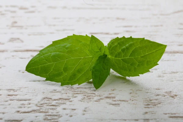 Fresh ripe Mint leaves — Stock Photo, Image