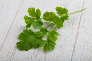 Taze yeşil kişniş yaprakları