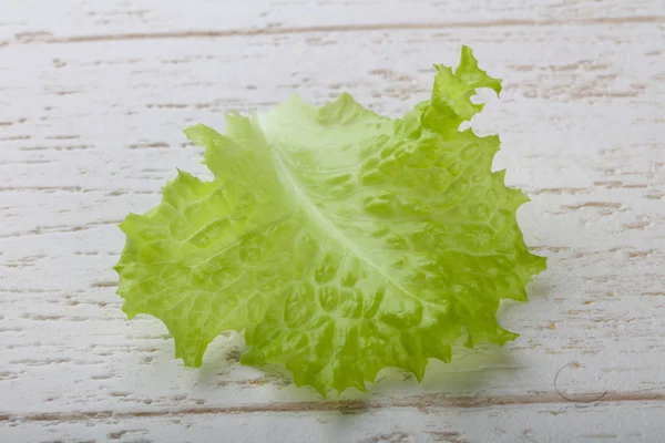 Fresh green Salad leaf — Stock Photo, Image