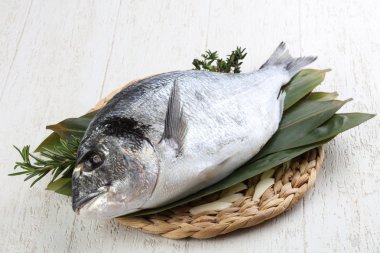 ham dorado balığı