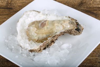 Taze çiğ istiridye