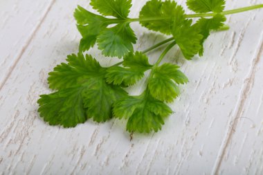 Olgun taze kişniş yaprakları