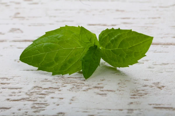 Fresh ripe Mint leaves — Stock Photo, Image