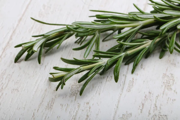 Fresh green Rosemary plant — Stock Photo, Image