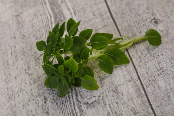 Groene Basilicum Bladeren Aromatische Kruiden — Stockfoto