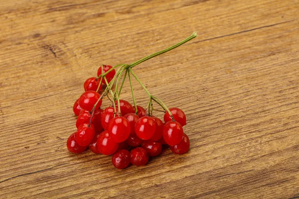 Kırmızı Tatlı Lezzetli Sulu Viburum Meyveleri — Stok fotoğraf
