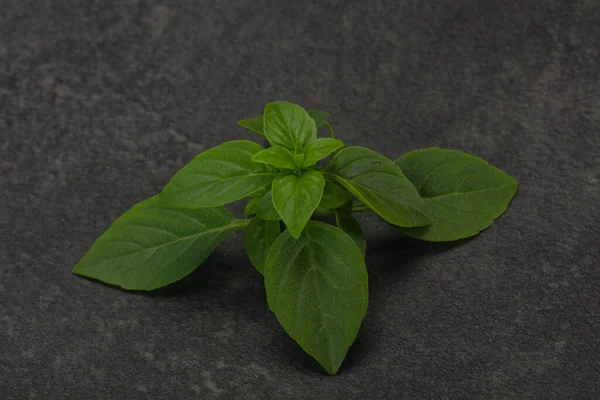 Färska Gröna Basilika Blad Ört För Matlagning — Stockfoto