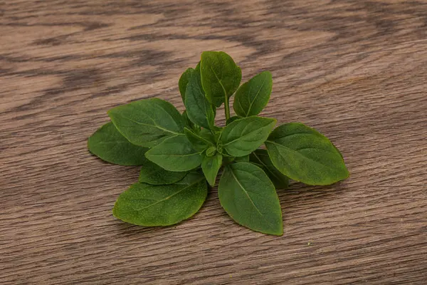 Tempero Aroma Folhas Manjericão Verde Ramo — Fotografia de Stock