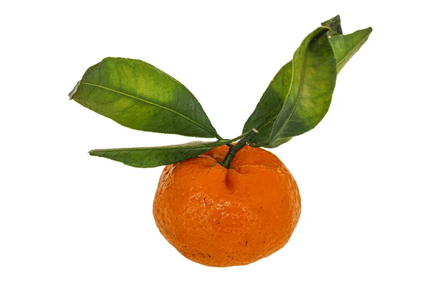 Mandarina Sabrosa Dulce Madura Con Hojas Verdes —  Fotos de Stock