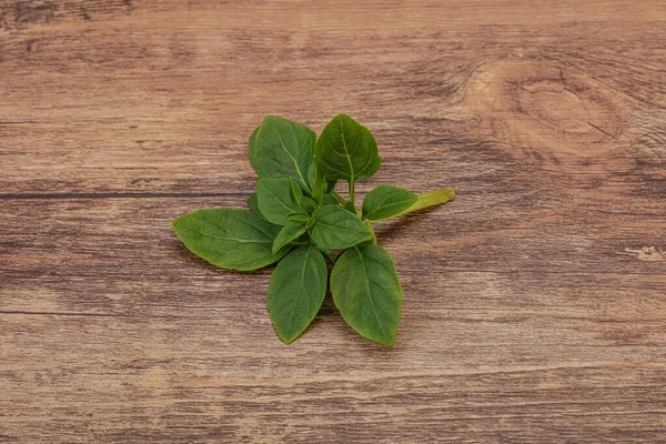 Tempero Aroma Folhas Manjericão Verde Ramo — Fotografia de Stock