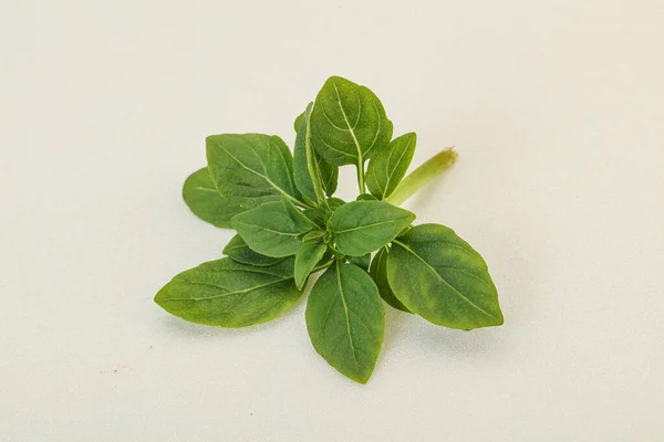 Aroma Gewürz Grüne Basilikumblätter Auf Dem Zweig — Stockfoto