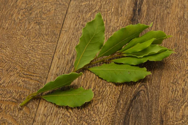 Green Laurel Leaves Branch Cooking — Stock Photo, Image