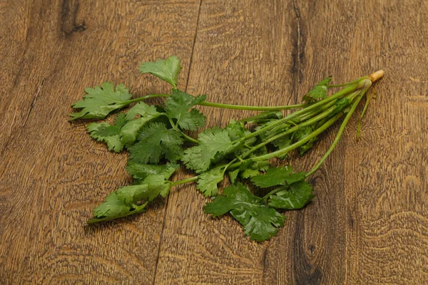 Fresco Maduro Hojas Cilantro Verde Especia — Foto de Stock