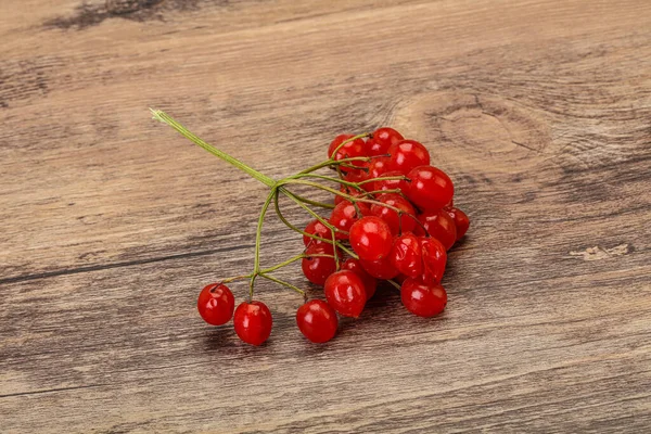 Doce Vermelho Saboroso Suculento Bagas Viburnum — Fotografia de Stock