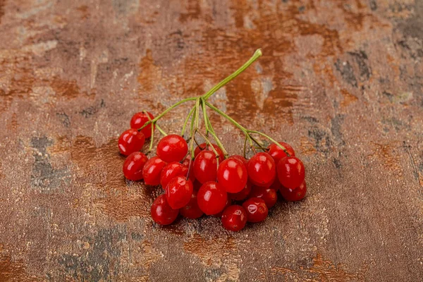 Red Sweet Tasty Juicy Viburnum Berries — Stock Photo, Image