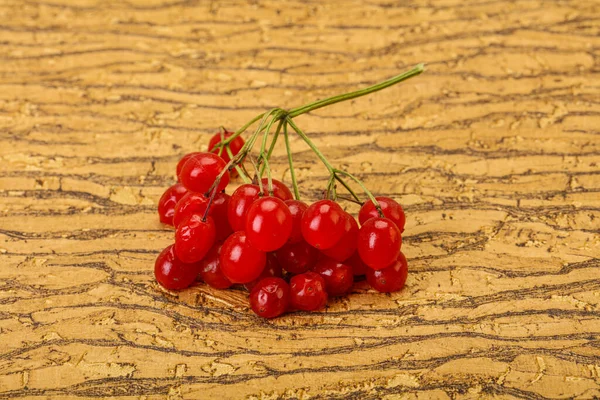 Doce Vermelho Saboroso Suculento Bagas Viburnum — Fotografia de Stock