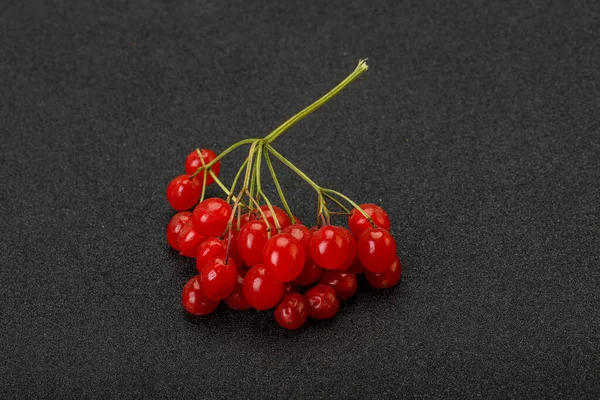 Doce Vermelho Saboroso Suculento Bagas Viburnum — Fotografia de Stock