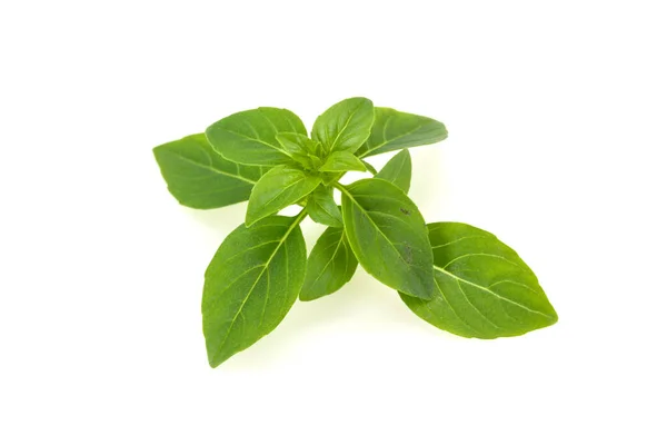 Fresh Green Basil Leaves Herb Cooking — Stock Photo, Image