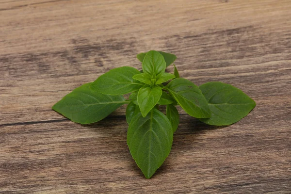 Färska Gröna Basilika Blad Ört För Matlagning — Stockfoto