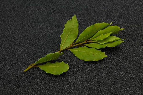 Green Laurel Leaves Branch Cooking — Stock Photo, Image