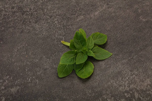 芳香调味品 枝条上的绿色罗勒叶 — 图库照片