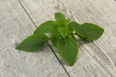 Taze yeşil fesleğen yaprakları - pişirmek için bitki